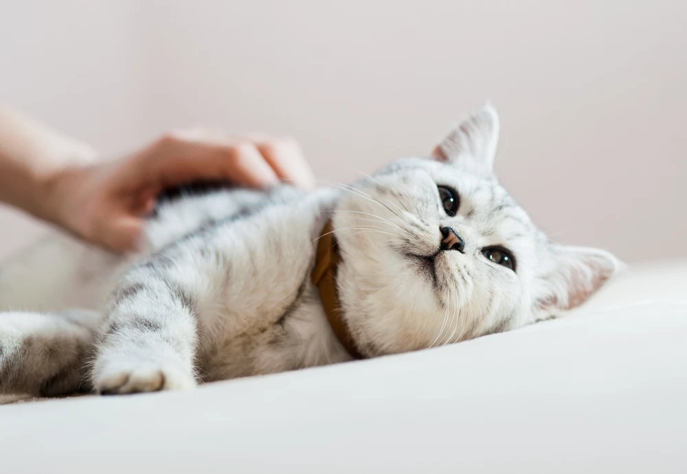 camera to see pets at home